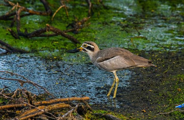 Bundala National Park